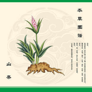 山奈草药插画展示