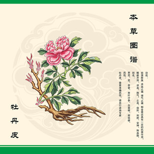 丹皮牡丹皮牡丹