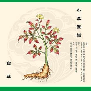 白芷植物图示