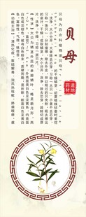 浙八味白芍 磐五味 道地药材 