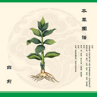 本草纲目白前植物图