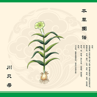 川贝母川贝植物图示
