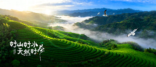 高山茶园