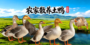 农家土鸭  