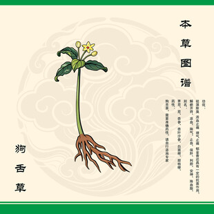 狗舌草中药狗舌草