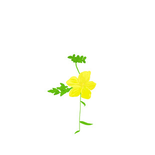 黄色小花插画