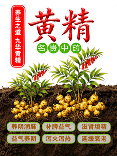 黄精