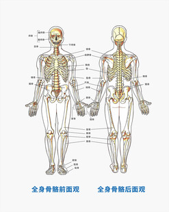 人物骨胳