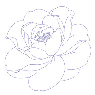 山茶花线条勾勒的优雅线稿矢量图
