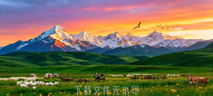 霞光中的草原雪山羊群