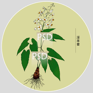 淫羊藿包装手绘装饰画